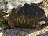 Negentigjarige schildpad Mr. Pickles voor het eerst vader geworden