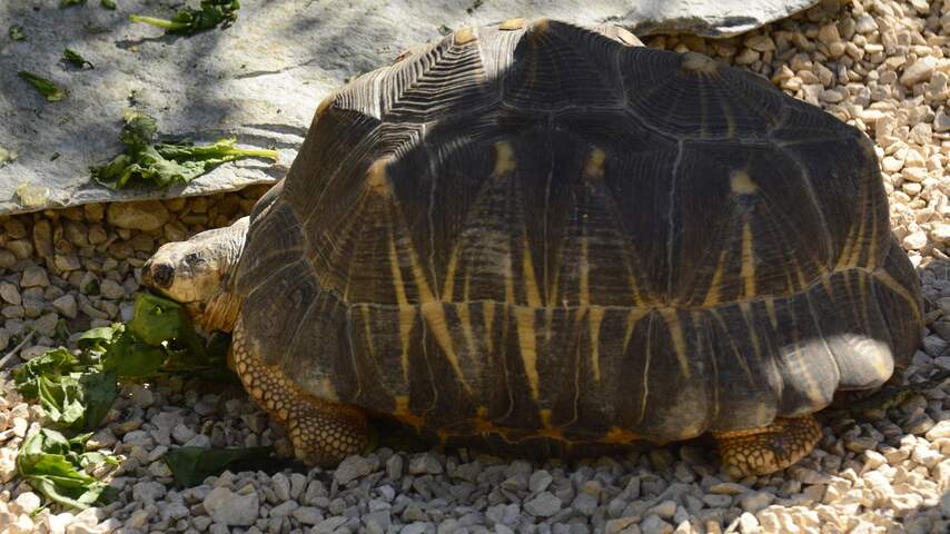 Negentigjarige schildpad Mr. Pickles voor het eerst vader geworden
