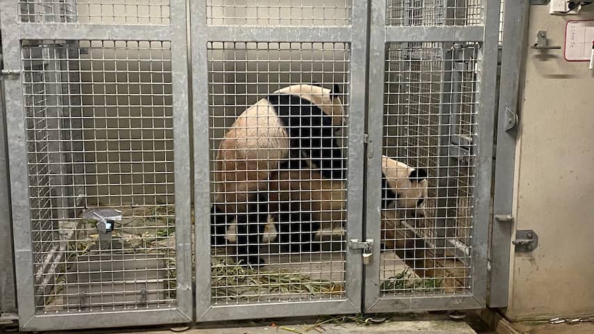 Chinese reuzenpanda's in Ouwehands Dierenpark paren weer: 'Hard aan gewerkt'