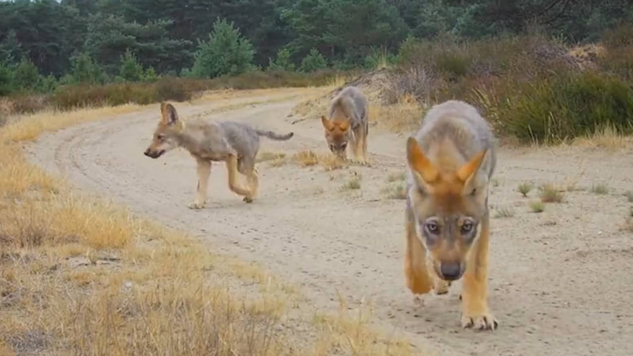 Beeld uit video: Nieuwe beelden van jonge wolfjes op de Veluwe