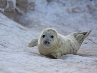 Veel pasgeboren grijze zeehonden in Nederland aangespoeld door de storm