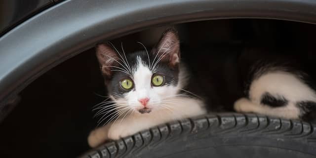 Nucheckt Waarom Katten Zich Graag Verstoppen In Jouw Warme Auto Nu Het Laatste Nieuws Het Eerst Op Nu Nl