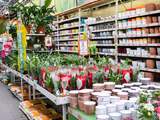 Waarom zien we een bezoek aan het tuincentrum of de bouwmarkt als uitje?
