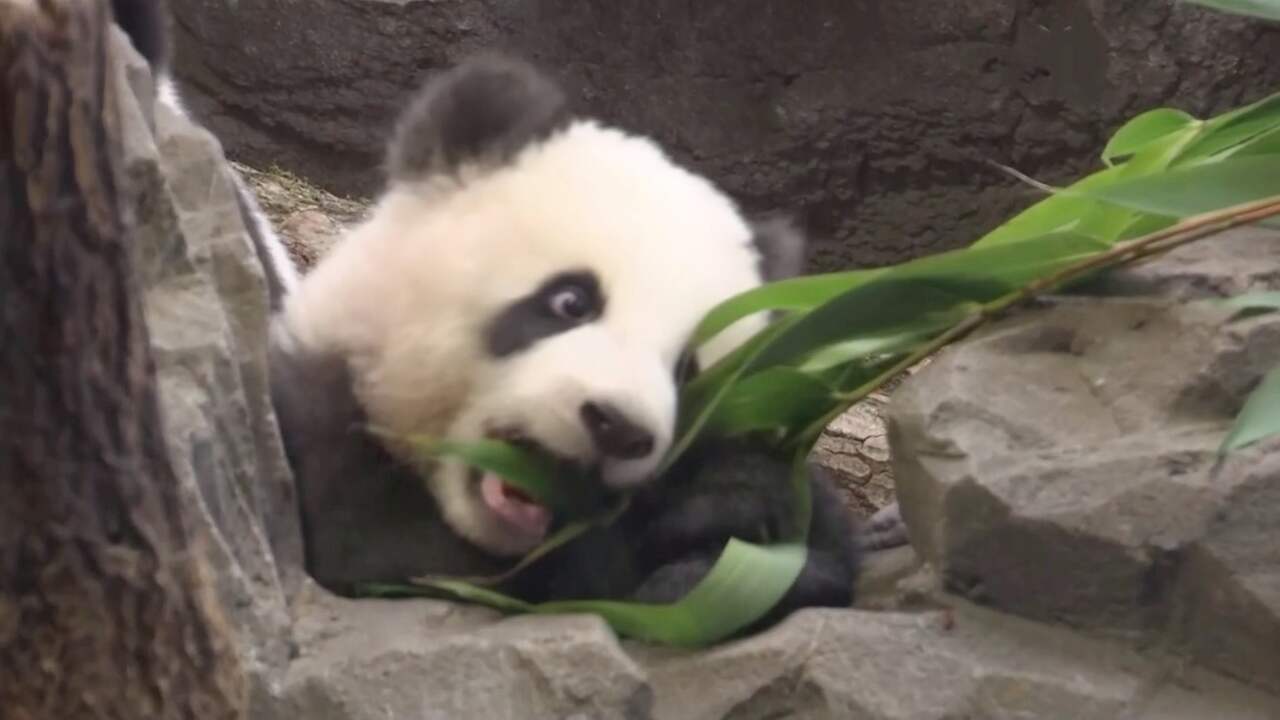 Babypanda’s mogen voor het eerst naar buiten in Berlijnse dierentuin