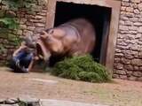 Nijlpaard valt verzorger aan in Chinese dierentuin