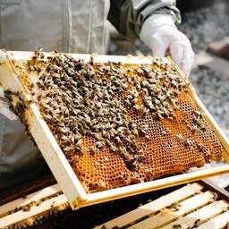 Eeuwenoud ritueel: Ook bijen geïnformeerd over dood koningin Elizabeth