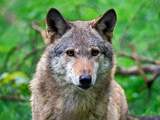 Nederland telt nu negen gebieden waar wolven territorium hebben