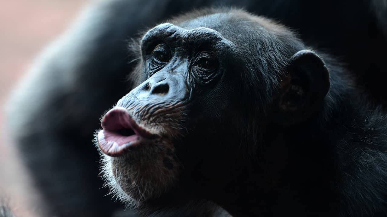 Czech zoos allow lonely chimpanzees to video call each other |  NOW