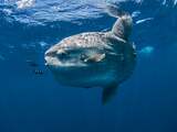 Recordzware, meterslange maanvis gevonden nabij kust in de Azoren