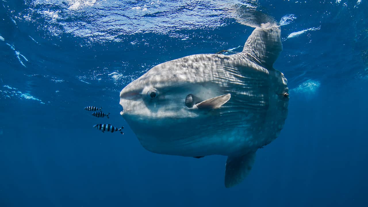 Record-breaking, meter-long sunfish found near the Azores coast |  animals