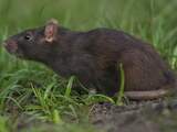 Dierenbescherming in Colorado redt in vrieskou achtergelaten ratten