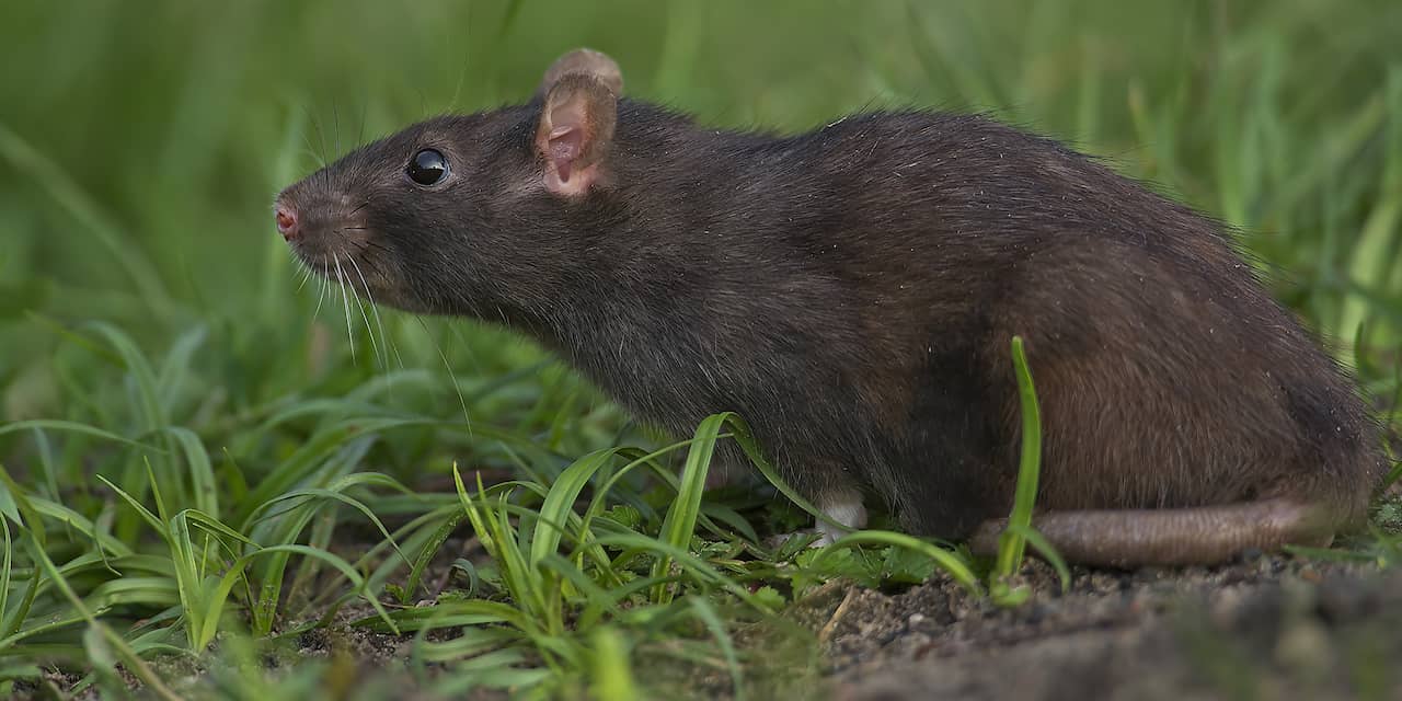 Rattenprobleem teistert meerdere plekken in Alphen