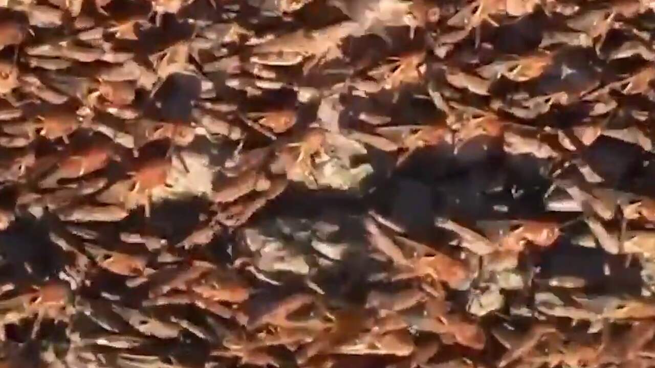 Beeld uit video: Invasie van sprinkhanen op Italiaans eiland Sardinië