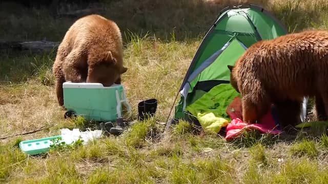 Zwarte beren plunderen 'kampeerplek' in Amerikaanse dierentuin