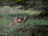 Wolvenpaar op de Veluwe heeft weer een nestje: drie welpen gezien
