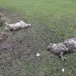 Video | Wolf laat 22 dode schapen achter in Gelders weiland