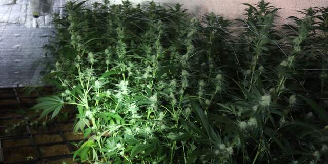300 hennepplanten, spullen om drugs mee te maken, horloges en cash in woning Aarlanderveen