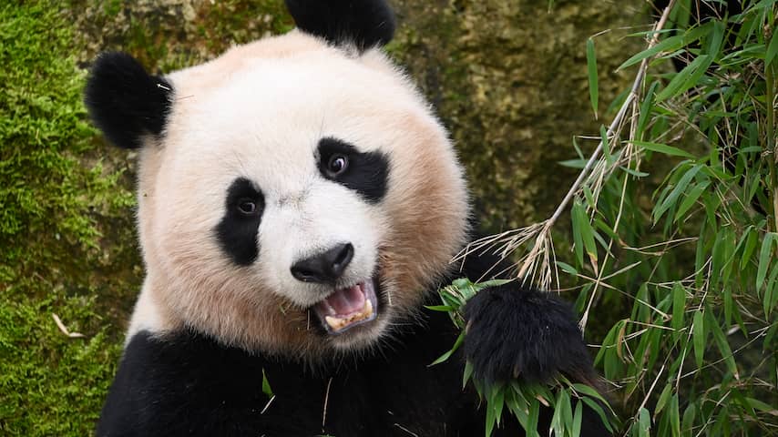 In Ouwehands Dierenpark geboren panda verhuist eind september naar China