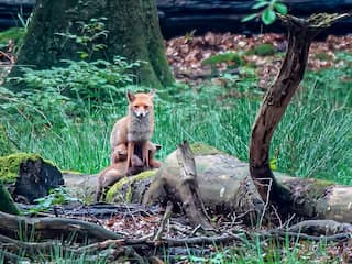 Vader en zoon maken foto van voedende vos op de Veluwe