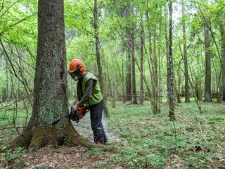 Advocaat-generaal Europees Hof wil dat Polen stopt met kappen oerbos