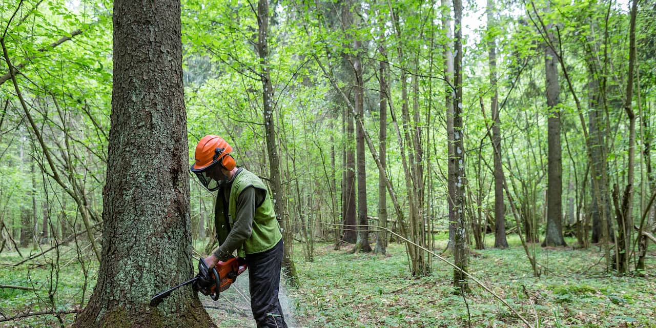 Polen voor Europese rechter voor kappen laatste oerbos