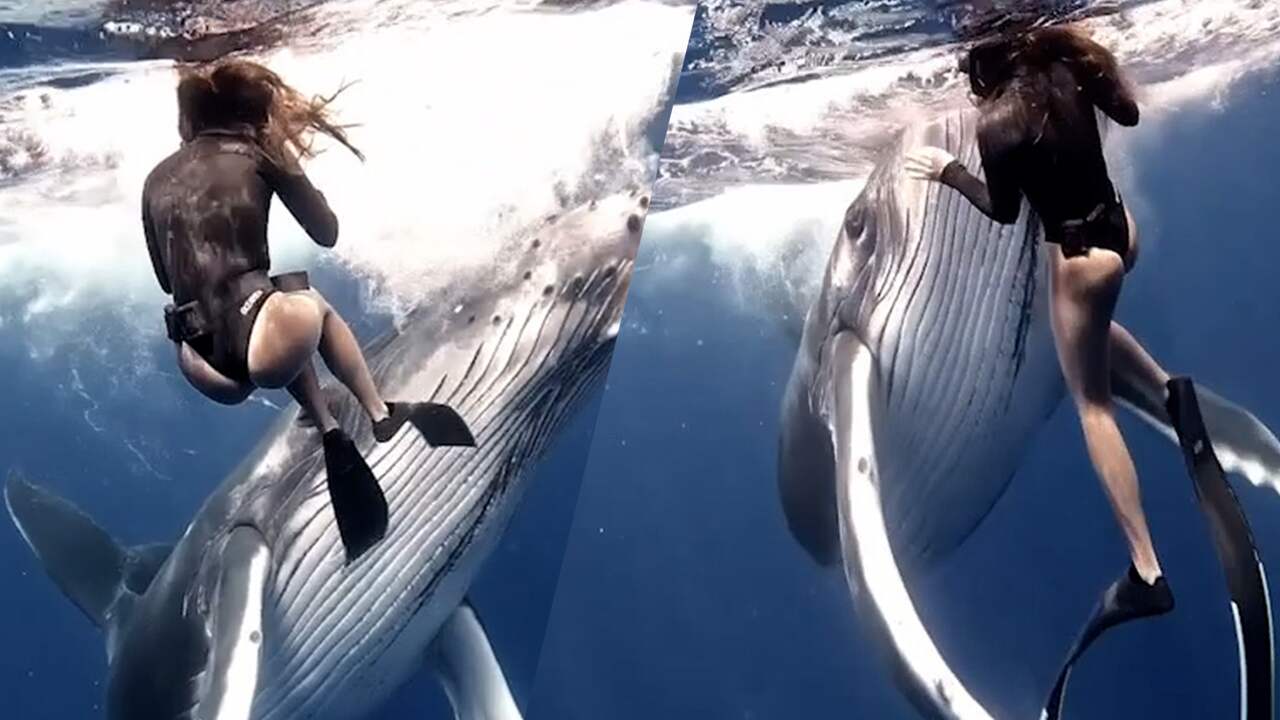 Beeld uit video: Bultrugjong botst bijna tegen freediver aan bij Frans-Polynesië