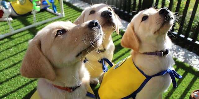 Experimenten met puppy's: honden hebben aangeboren mensenkennis