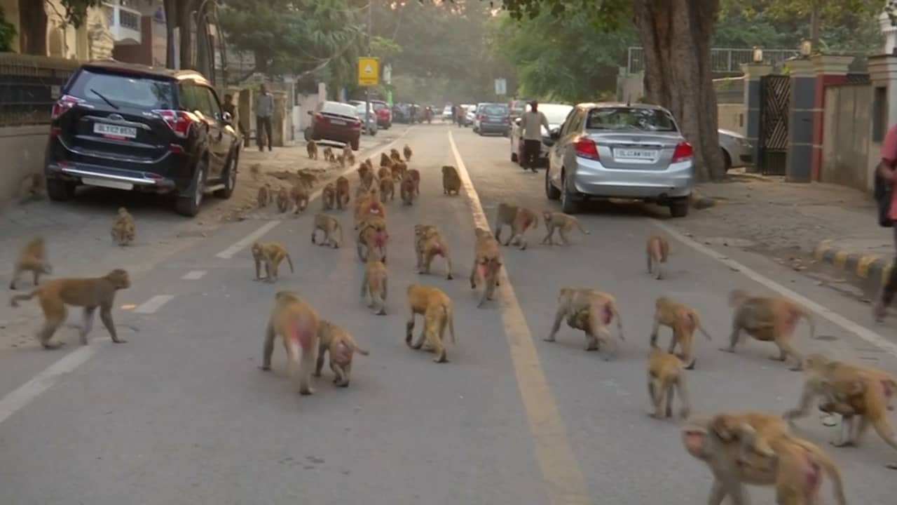 Beeld uit video: Duizenden apen terroriseren Indiase hoofdstad
