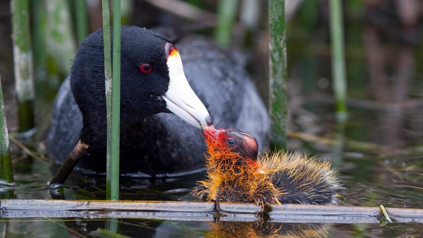 Meerkoetkuikens zijn felgekleurd zodat hun ouders ze niet laten verhongeren