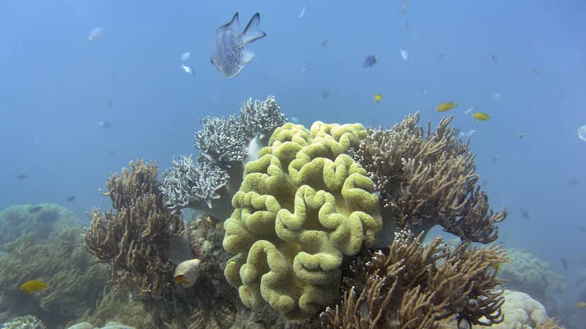 Koraal in Great Barrier Reef