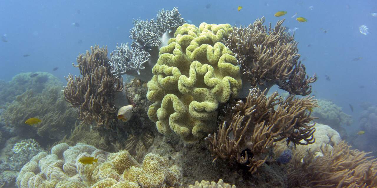 Australië stelt 300 miljoen euro beschikbaar voor behoud Great Barrier Reef