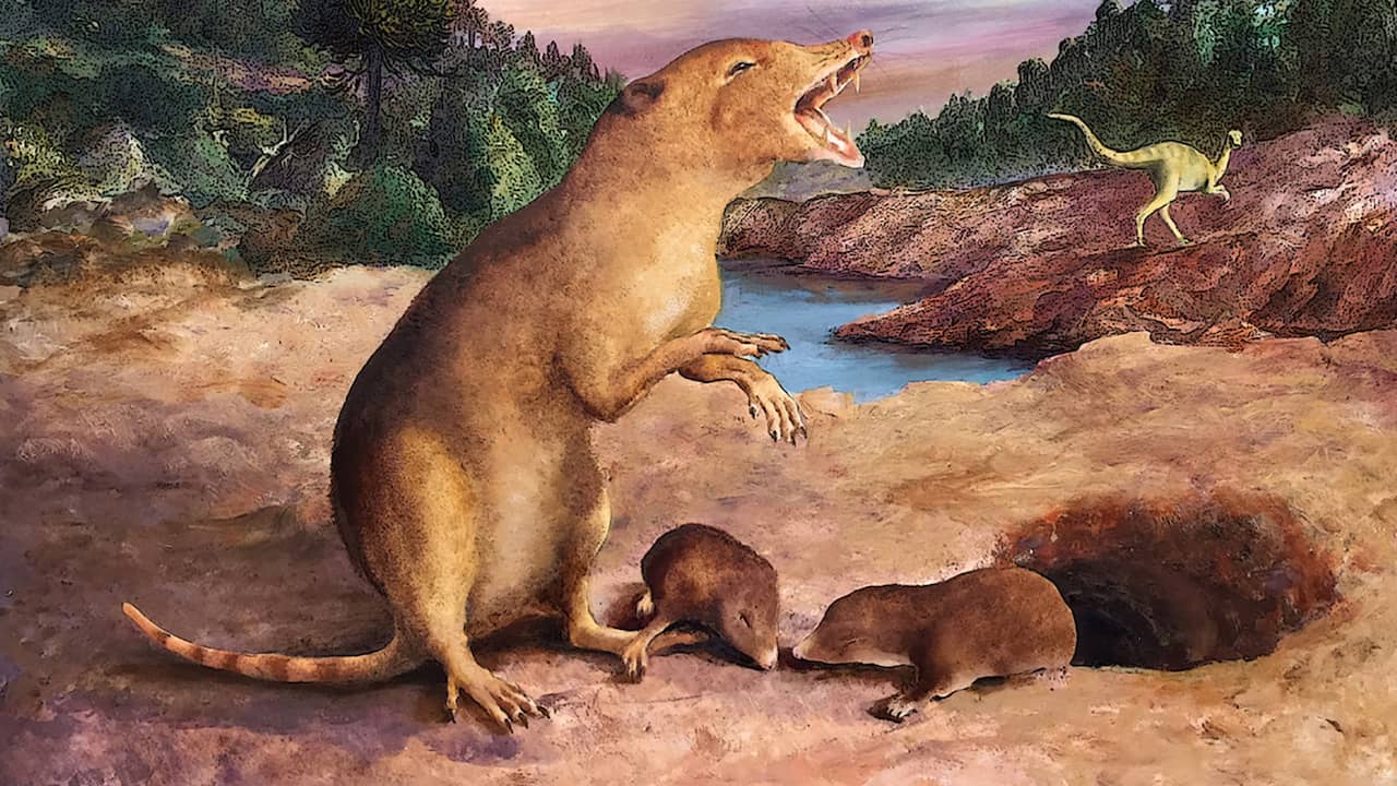 Makhluk mirip tikus berusia 225 juta tahun adalah mamalia tertua yang pernah diidentifikasi |  Ilmu Pengetahuan