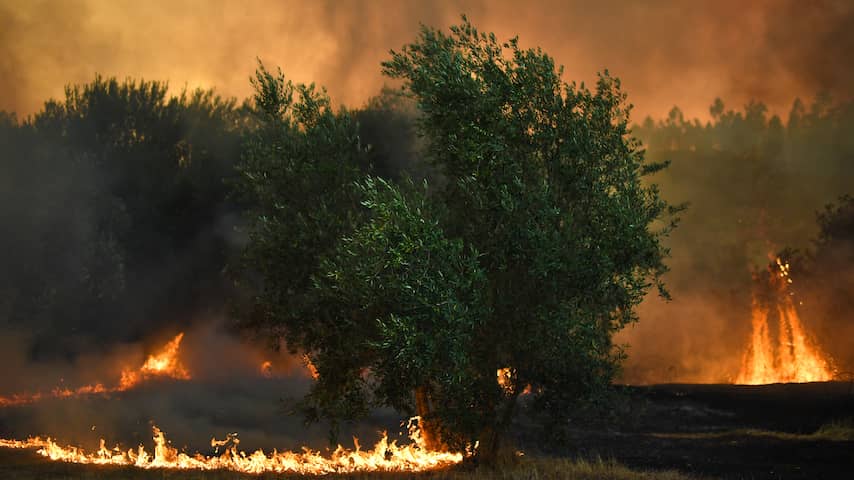 Bosbranden Portugal