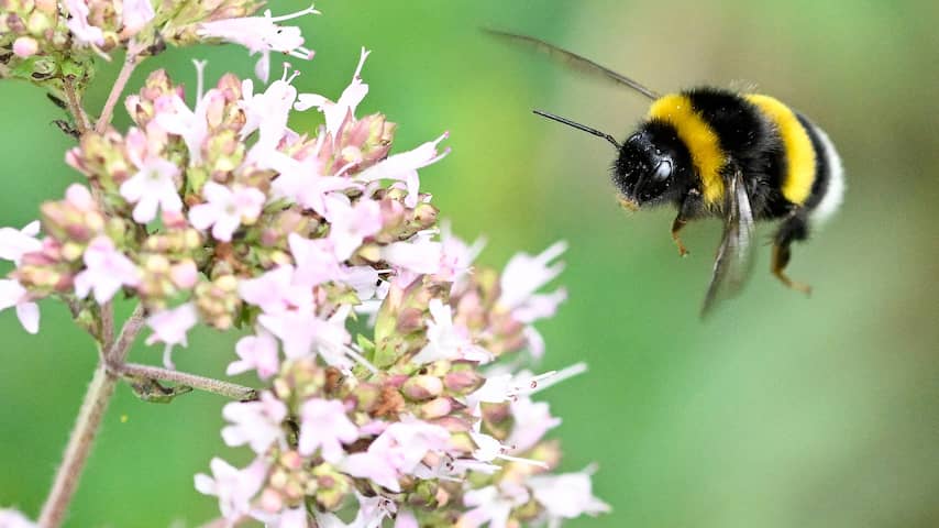 Nederland verliest planten die afhankelijk zijn van bestuiving door insecten