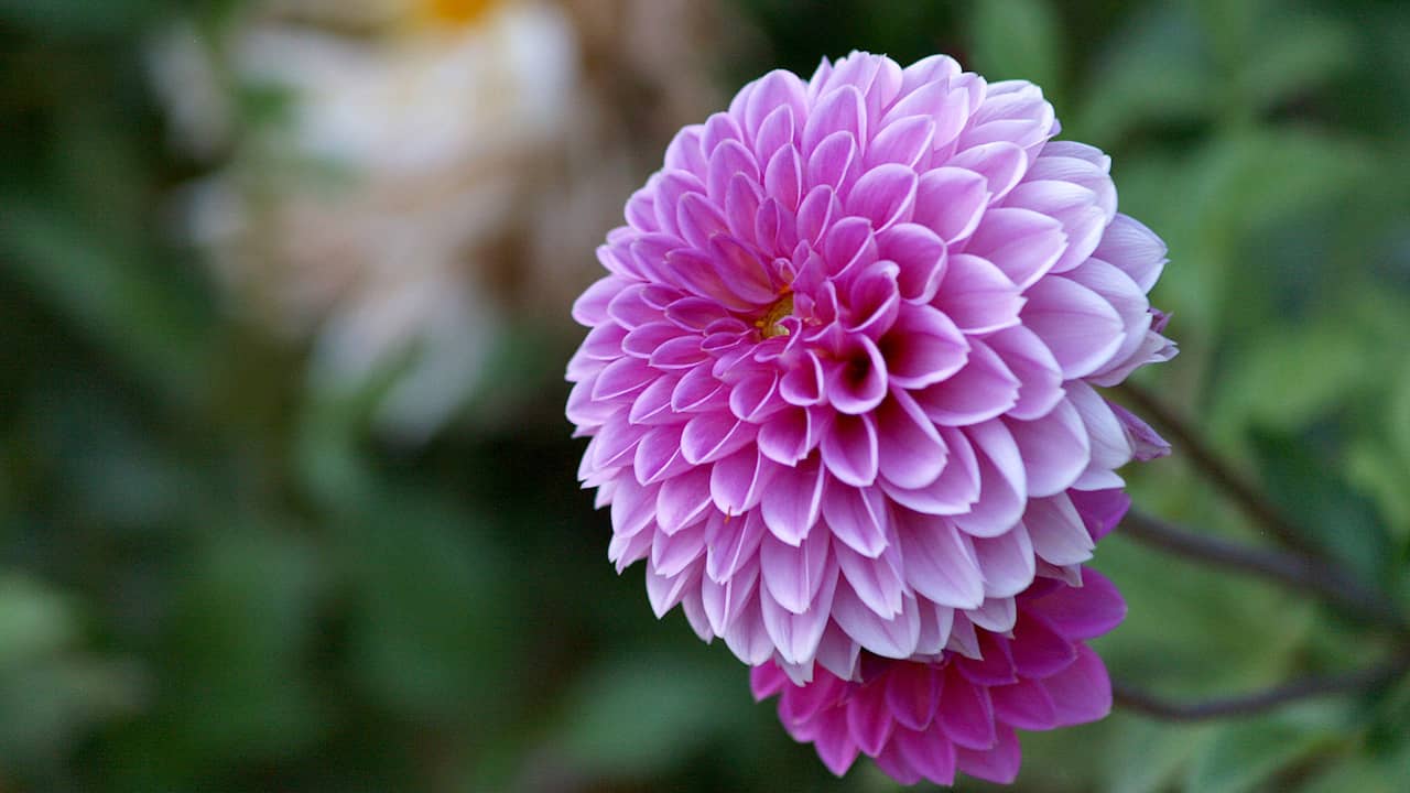 Ten Plants That Also Flower In The Fall And Brighten Up