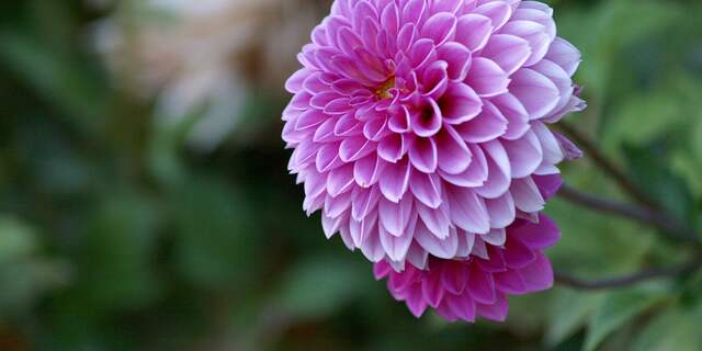 bloeiende dahlia