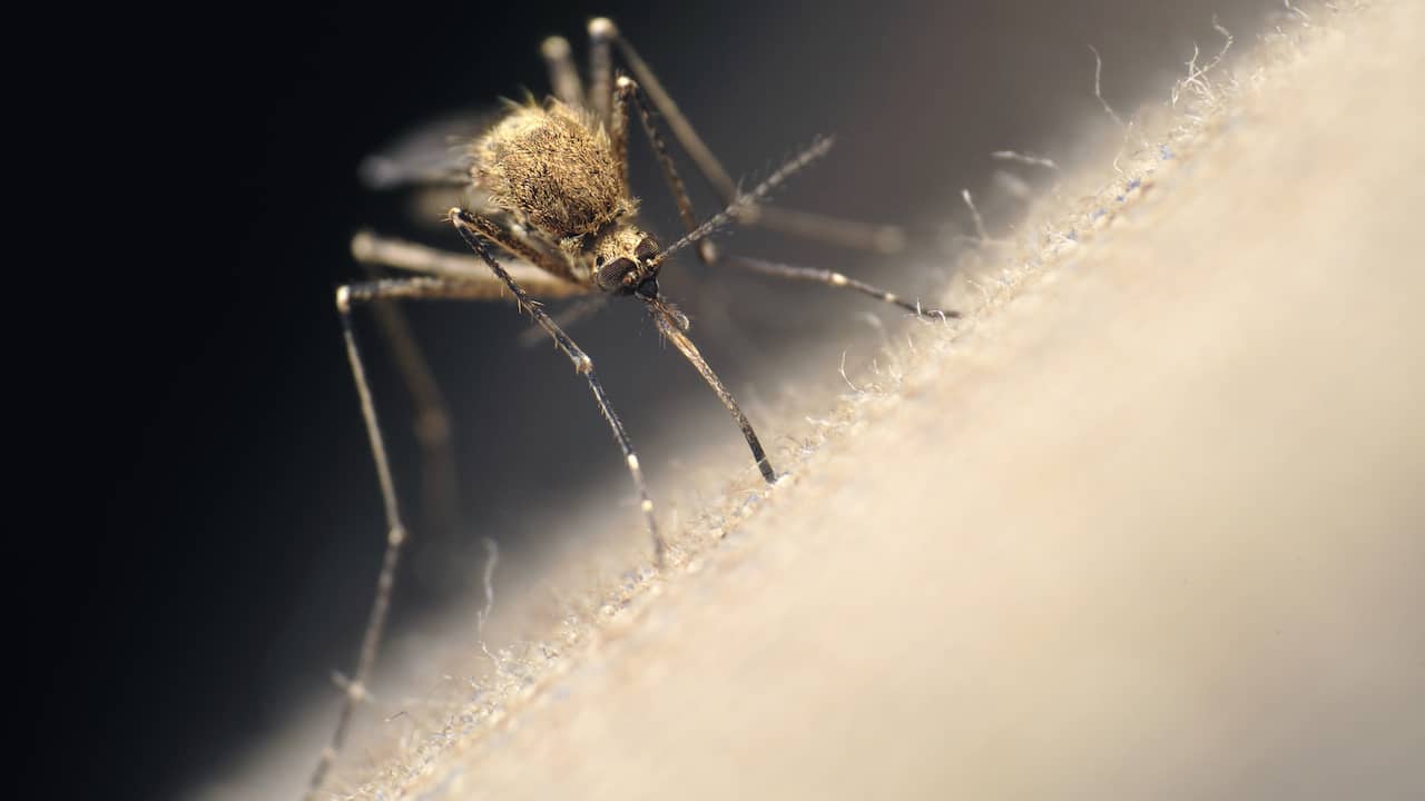 Uccidere le zanzare?  Più successo con uno scacciamosche perforato che con le mani nude |  Scienze