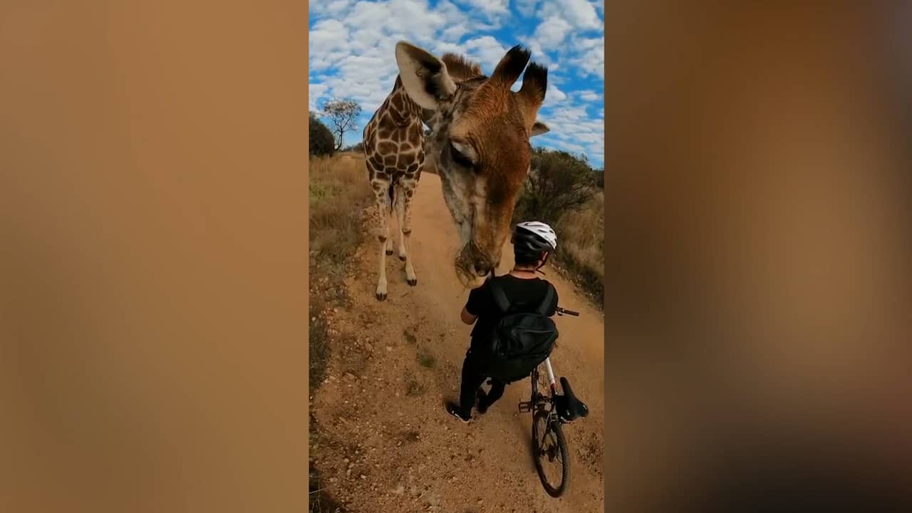 Beeld uit video: Giraffe 'inspecteert' mountainbikers in Zuid-Afrika