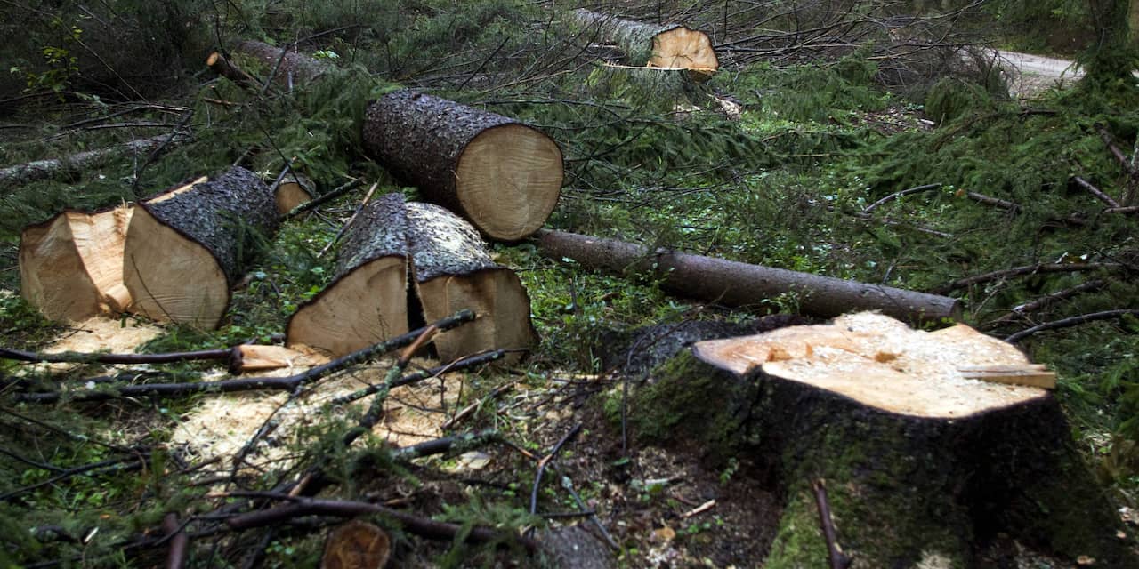 Europees hof bepaalt dat Polen kappen van oerbos moet beëindigen