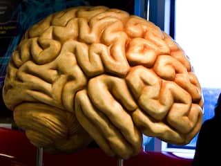 Mens kreeg groter brein door 'kopieerfout' in DNA