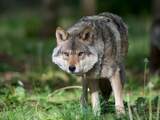 Rechter wil dat Gelderland wolf met paintballgeweer verjagen beter onderbouwt