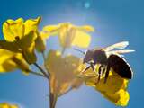 Als bijen verdwijnen zien financiële instellingen miljarden verstuiven