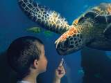 Beleef Sea Life Scheveningen van 21,00 euro voor 16,80 euro