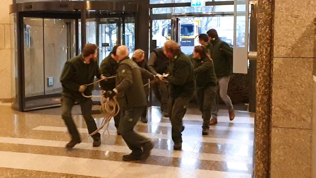 Boswachters slepen grote kerstboom hal van Tweede Kamer binnen