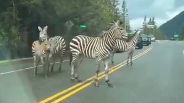 Zebra’s ontsnappen uit trailer op Amerikaanse snelweg