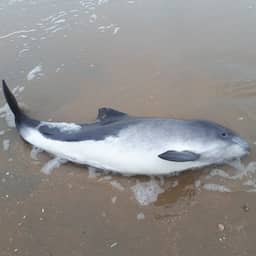 Drukte bij SOS Dolfijn nadat binnen een week twee levende bruinvissen aanspoelen