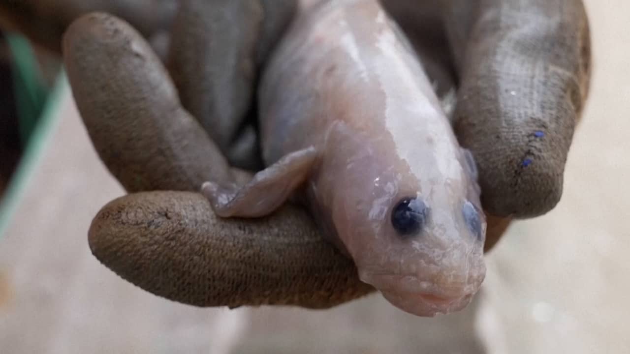 Beeld uit video: Honderd nieuwe zeediersoorten ontdekt bij Nieuw-Zeeland