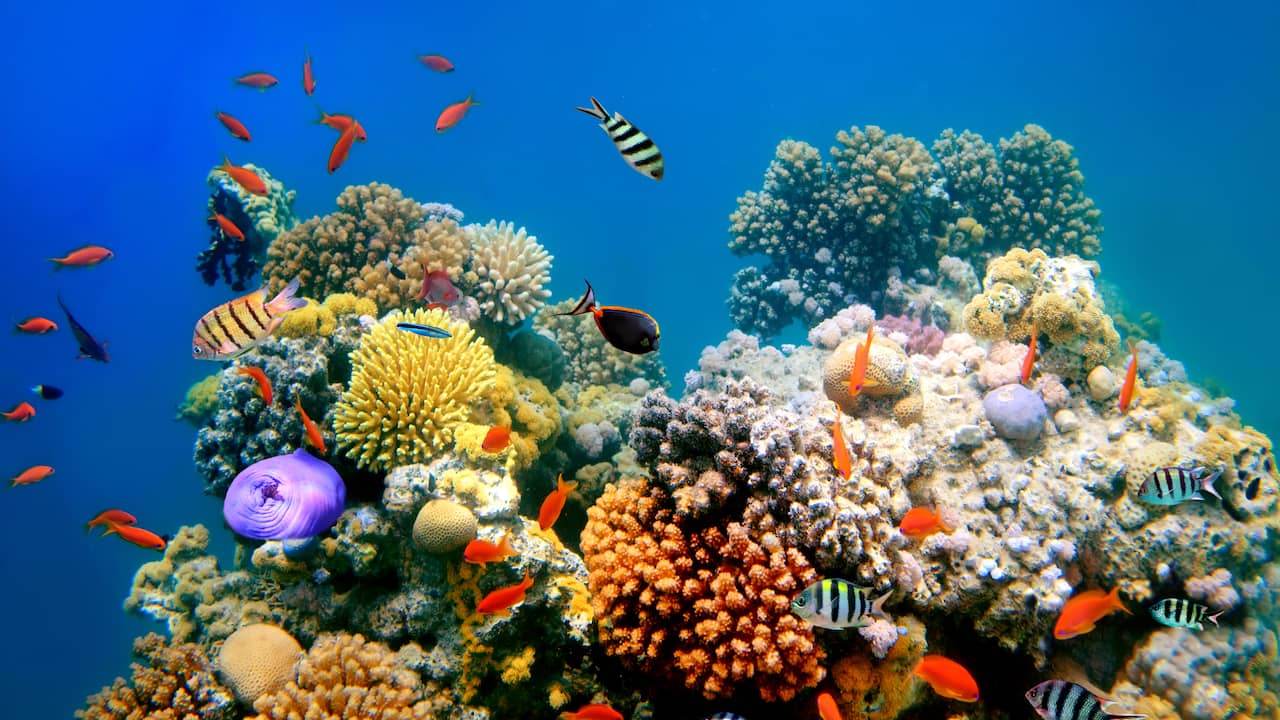 Le son d'un récif sain peut aider à restaurer les coraux endommagés |  Science