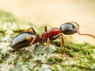 Nieuwe mierensoort in Nederland ontdekt: de viervlekmier