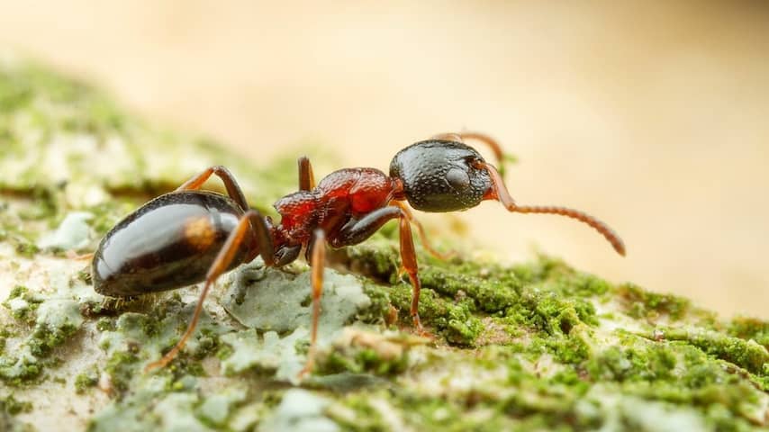 Goed nieuws: Nieuwe mier ontdekt | China en EU beschermen eigen producten